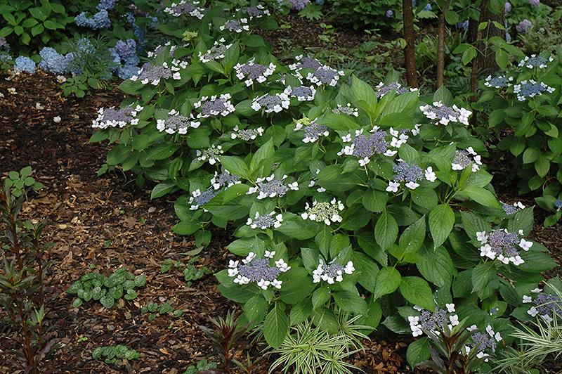 Hydrangea Macrophylla Twist N Shout - View 5 from www redcrocus com