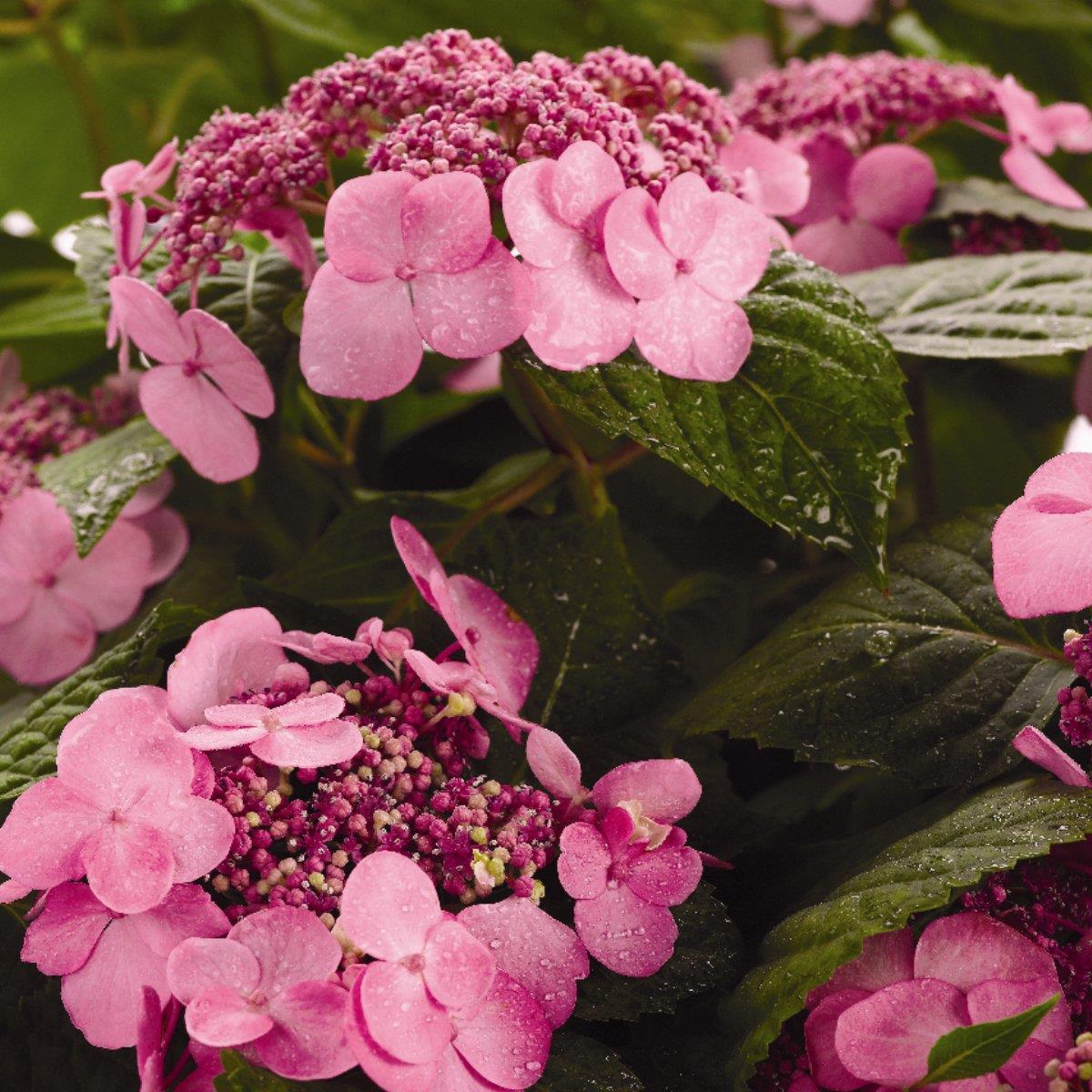 Hydrangea Macrophylla Twist N Shout - View 6 from www redcrocus com