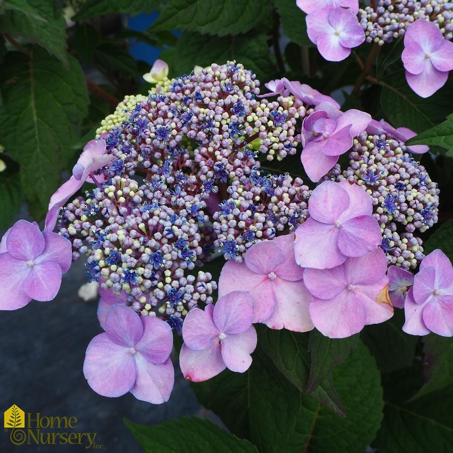 Hydrangea Macrophylla Twist N Shout - View 7 from www redcrocus com