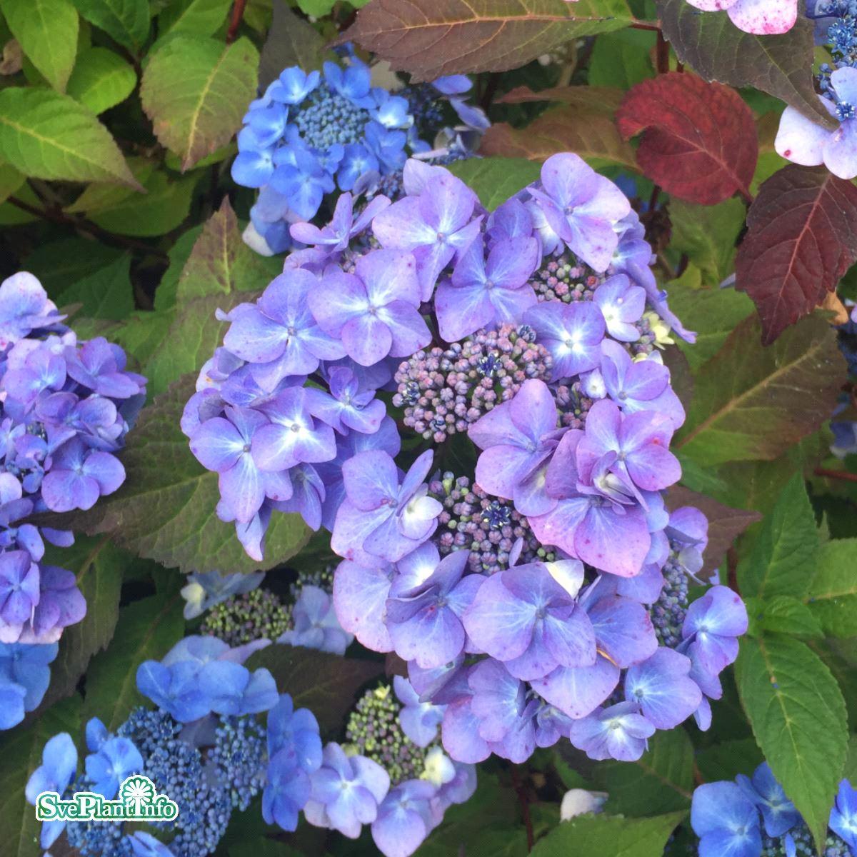 Hydrangea Macrophylla Twist N Shout - View 8 from www redcrocus com