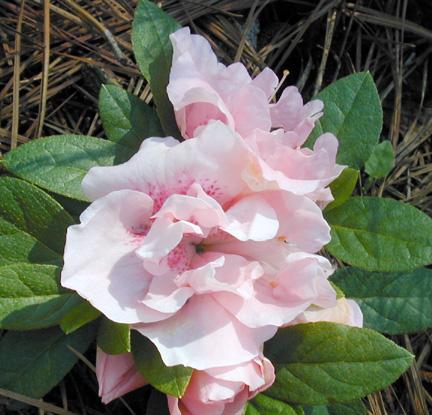 Azalea Nancy Of Robin Hill - View 10 from www redcrocus com