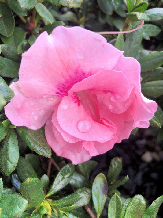 Azalea Nancy Of Robin Hill - View 1 from www redcrocus com