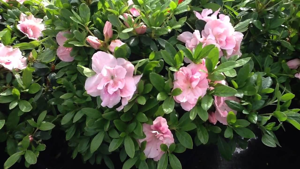 Azalea Nancy Of Robin Hill - View 2 from www redcrocus com