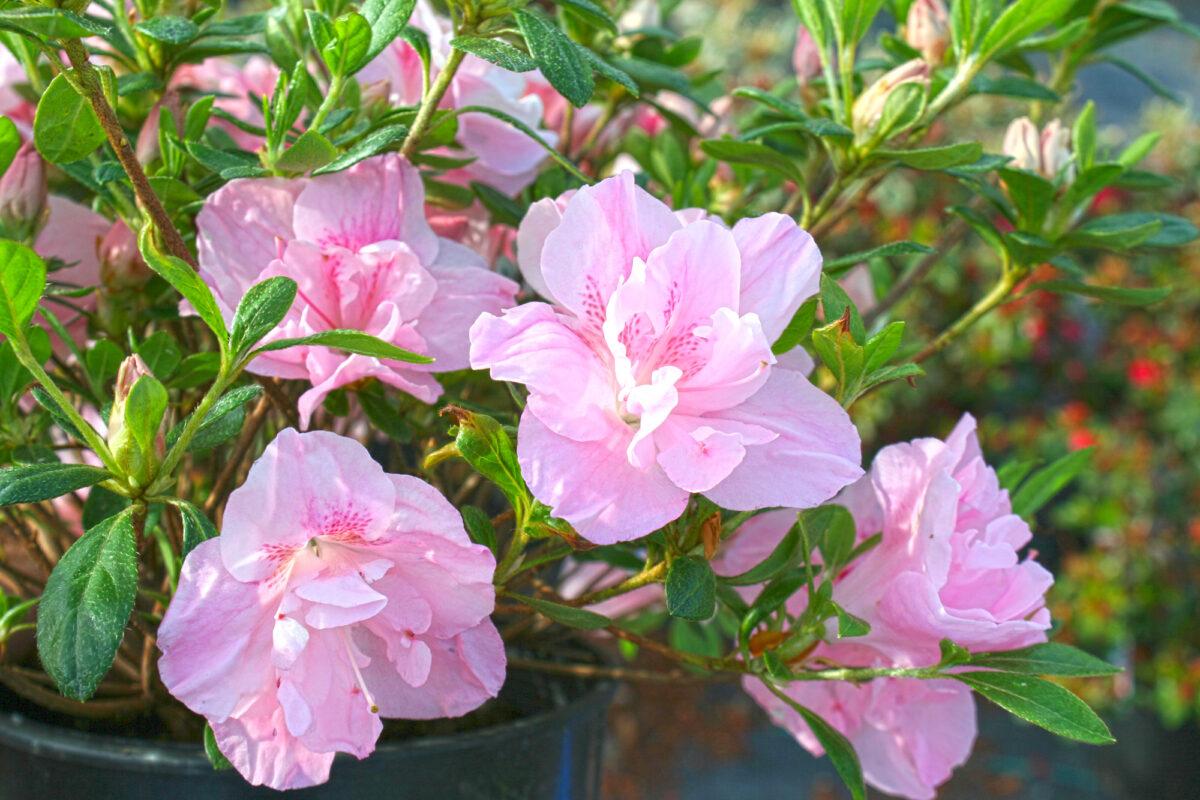 Azalea Nancy Of Robin Hill - View 3 from www redcrocus com