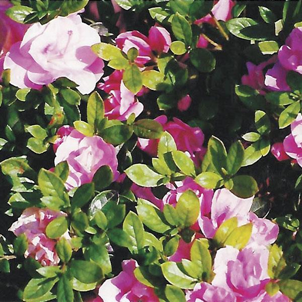 Azalea Nancy Of Robin Hill - View 4 from www redcrocus com