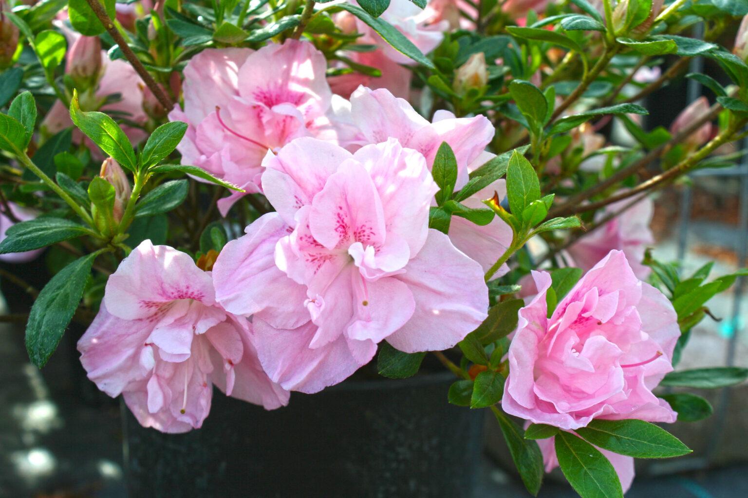 Azalea Nancy Of Robin Hill - View 5 from www redcrocus com