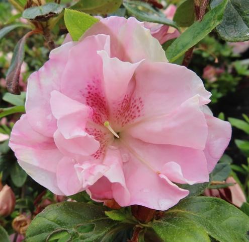 Azalea Nancy Of Robin Hill - View 7 from www redcrocus com