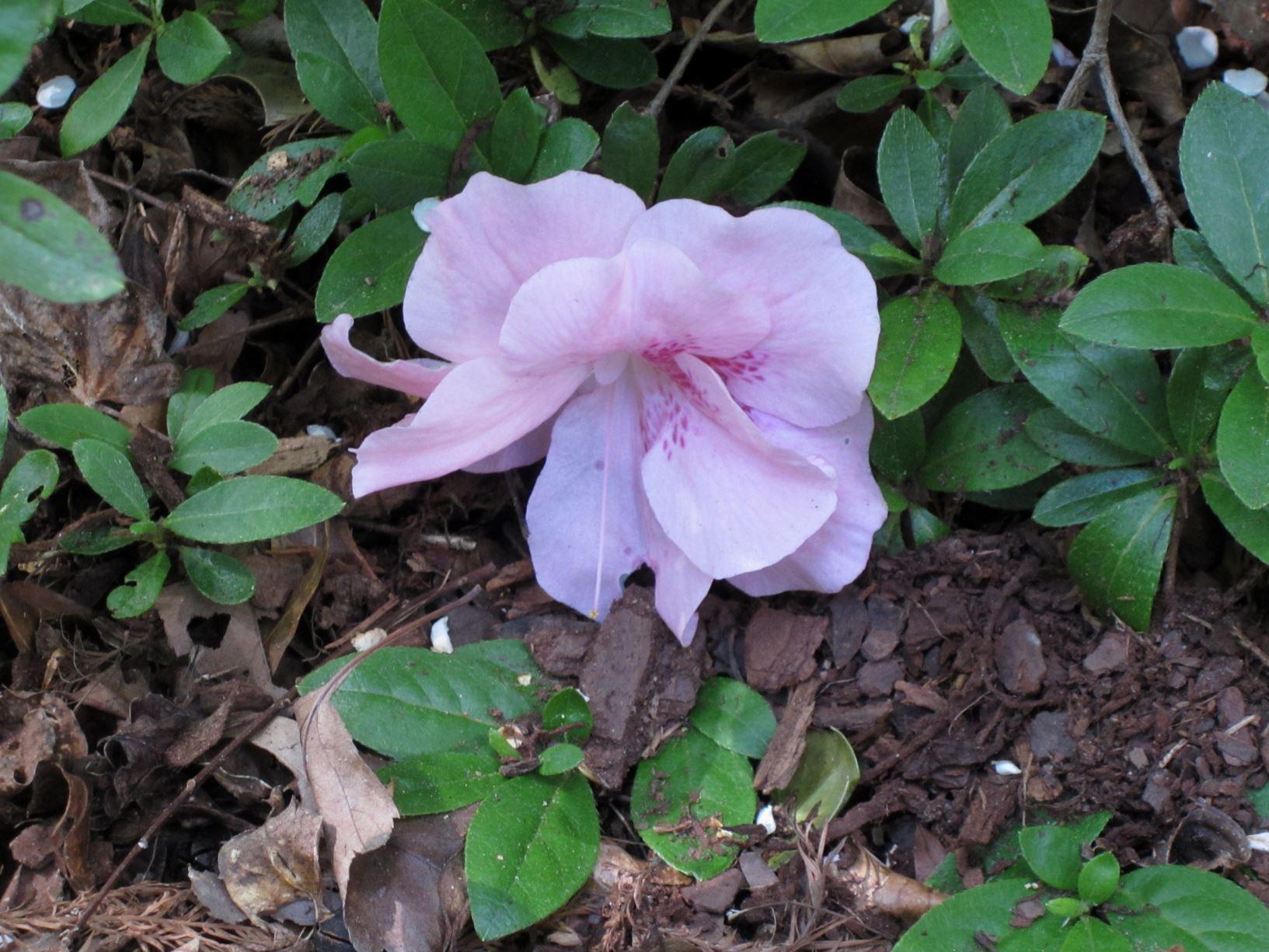 Azalea Nancy Of Robin Hill - View 8 from www redcrocus com