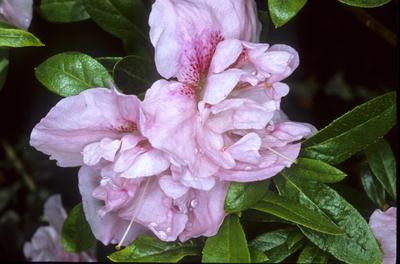 Azalea Nancy Of Robin Hill - View 9 from www redcrocus com