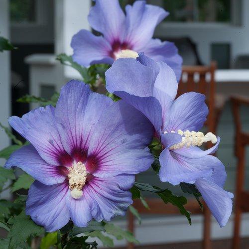 Hibiscus Syriacus Blush Satin - View 10 from www redcrocus com
