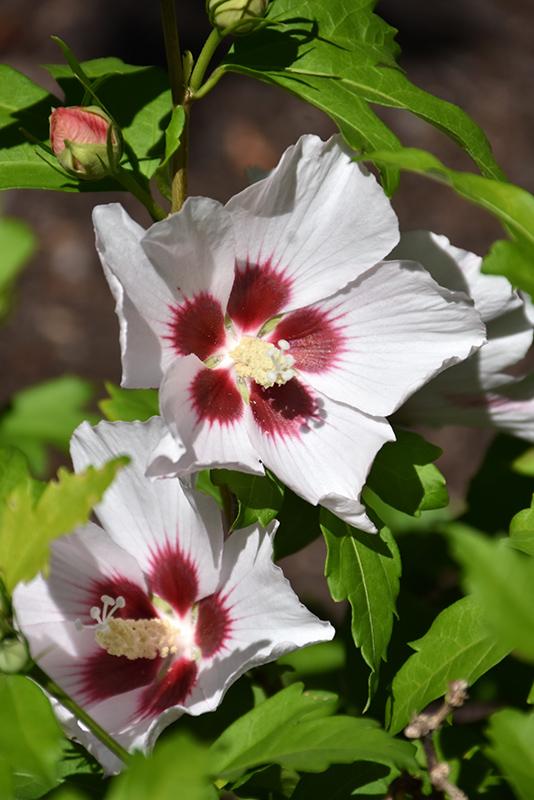 Hibiscus Syriacus Blush Satin - View 3 from www redcrocus com