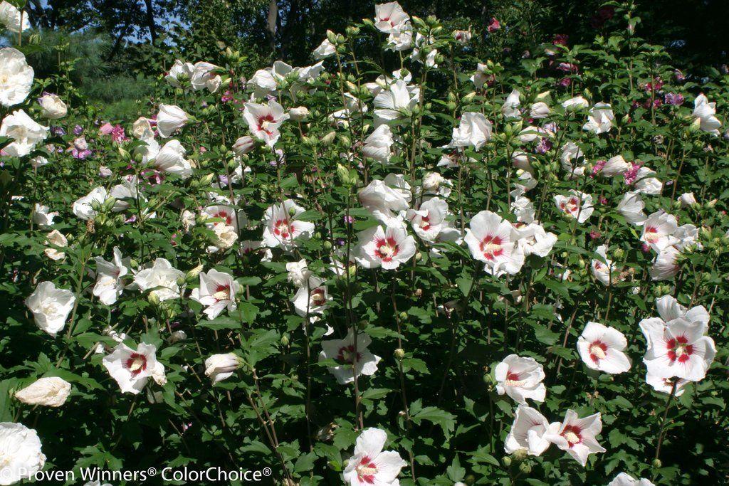 Hibiscus Syriacus Blush Satin - View 4 from www redcrocus com
