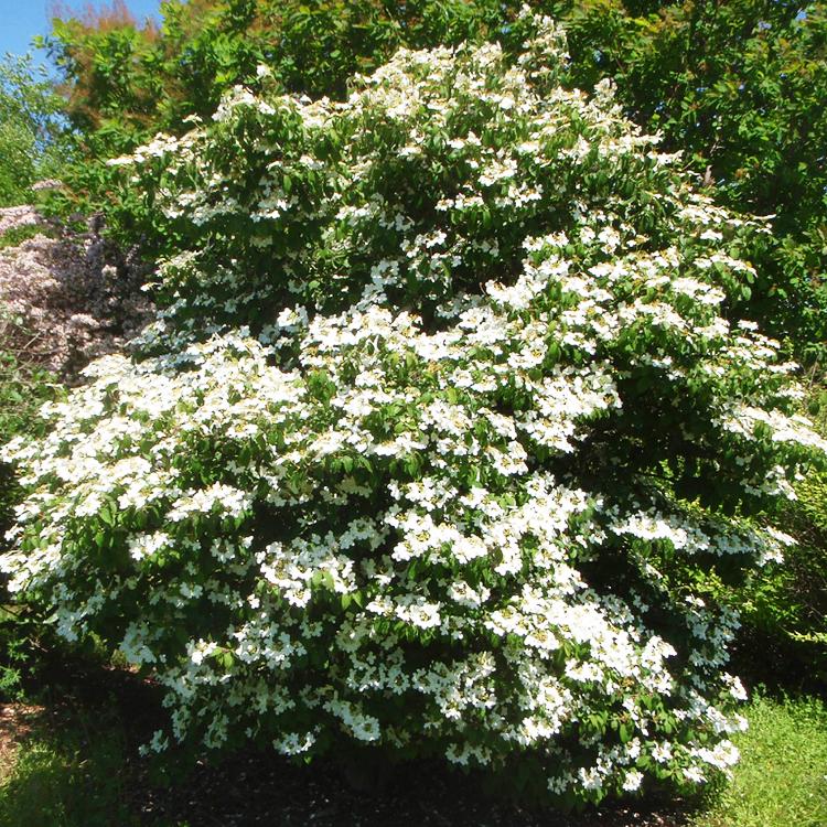 Viburnum Plicatum Var  Tomentosum Summer Snowflake - View 16 from www redcrocus com