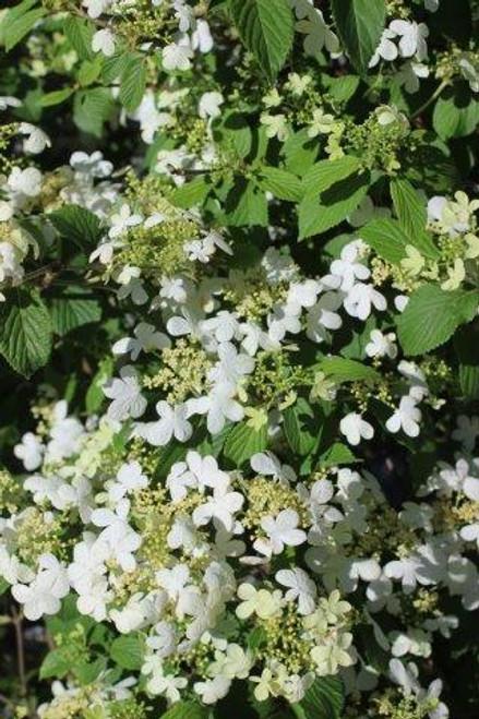 Viburnum Plicatum Var  Tomentosum Summer Snowflake - View 18 from www redcrocus com