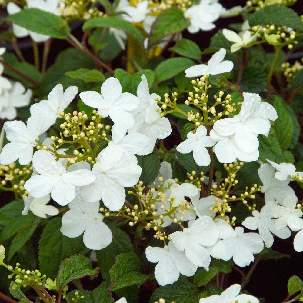 Viburnum Plicatum Var  Tomentosum Summer Snowflake - View 1 from www redcrocus com
