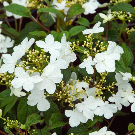 Viburnum Plicatum Var  Tomentosum Summer Snowflake - View 1 from www redcrocus com