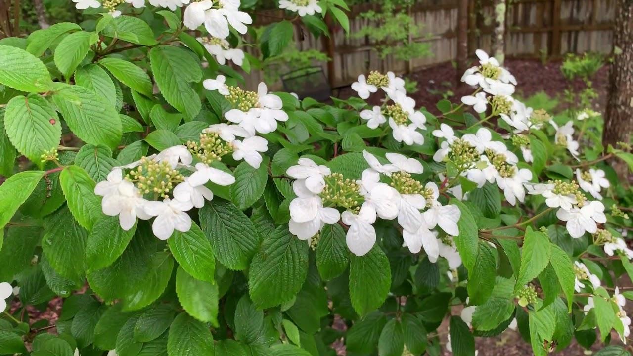 Viburnum Plicatum Var  Tomentosum Summer Snowflake - View 8 from www redcrocus com