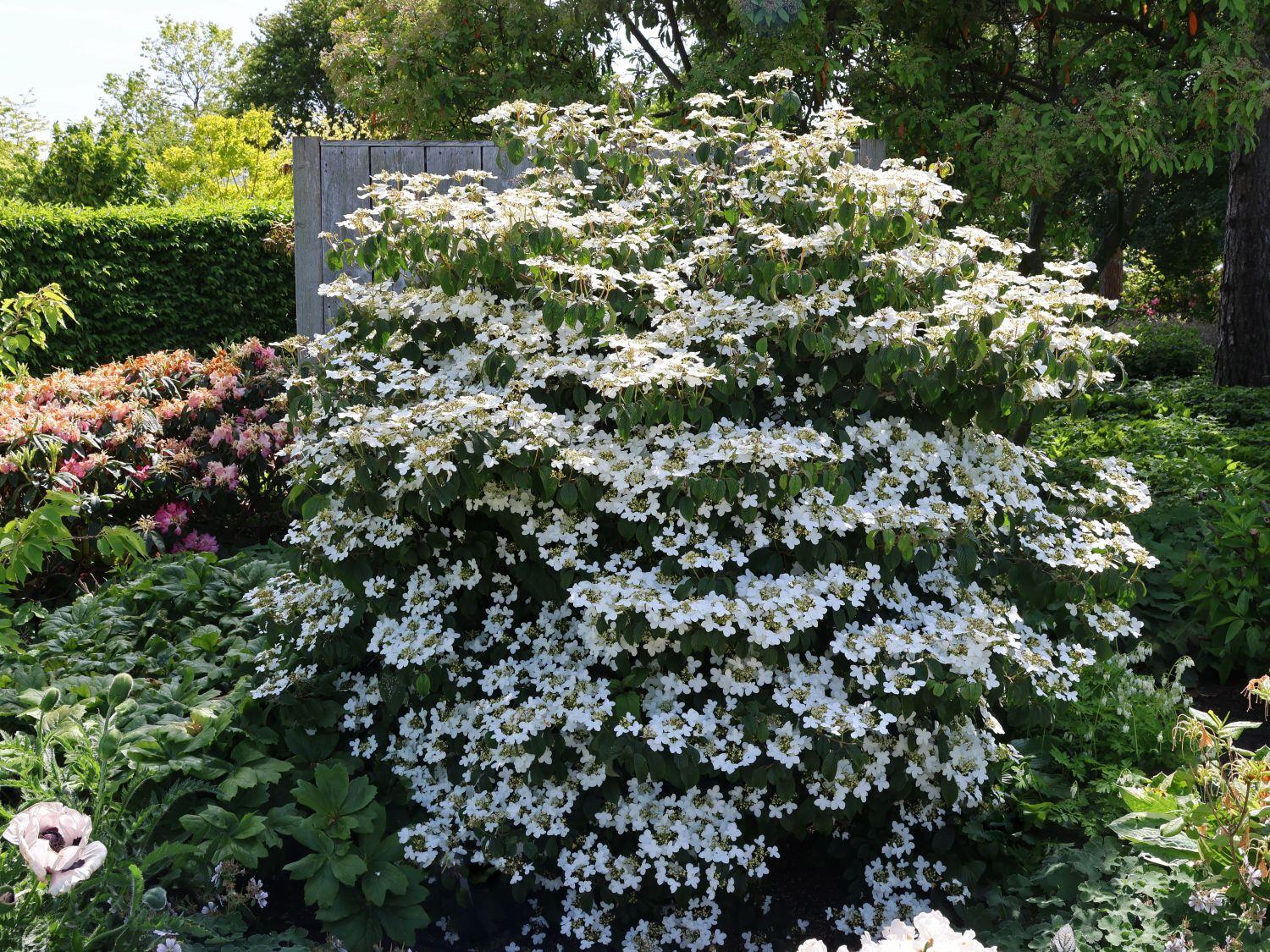Viburnum Plicatum Var  Tomentosum Summer Snowflake - View 9 from www redcrocus com