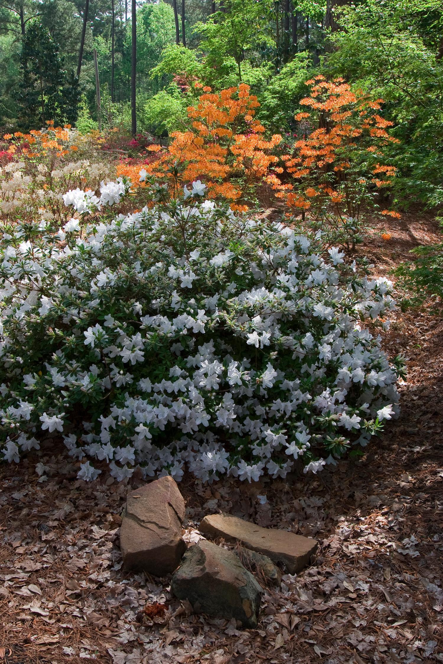 Azalea Viscosum - View 17 from www redcrocus com