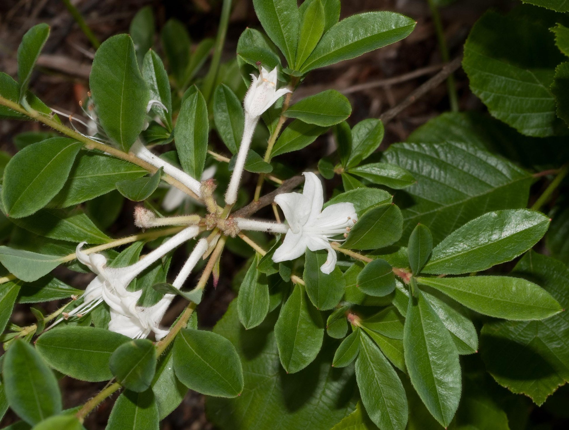 Azalea Viscosum - View 18 from www redcrocus com