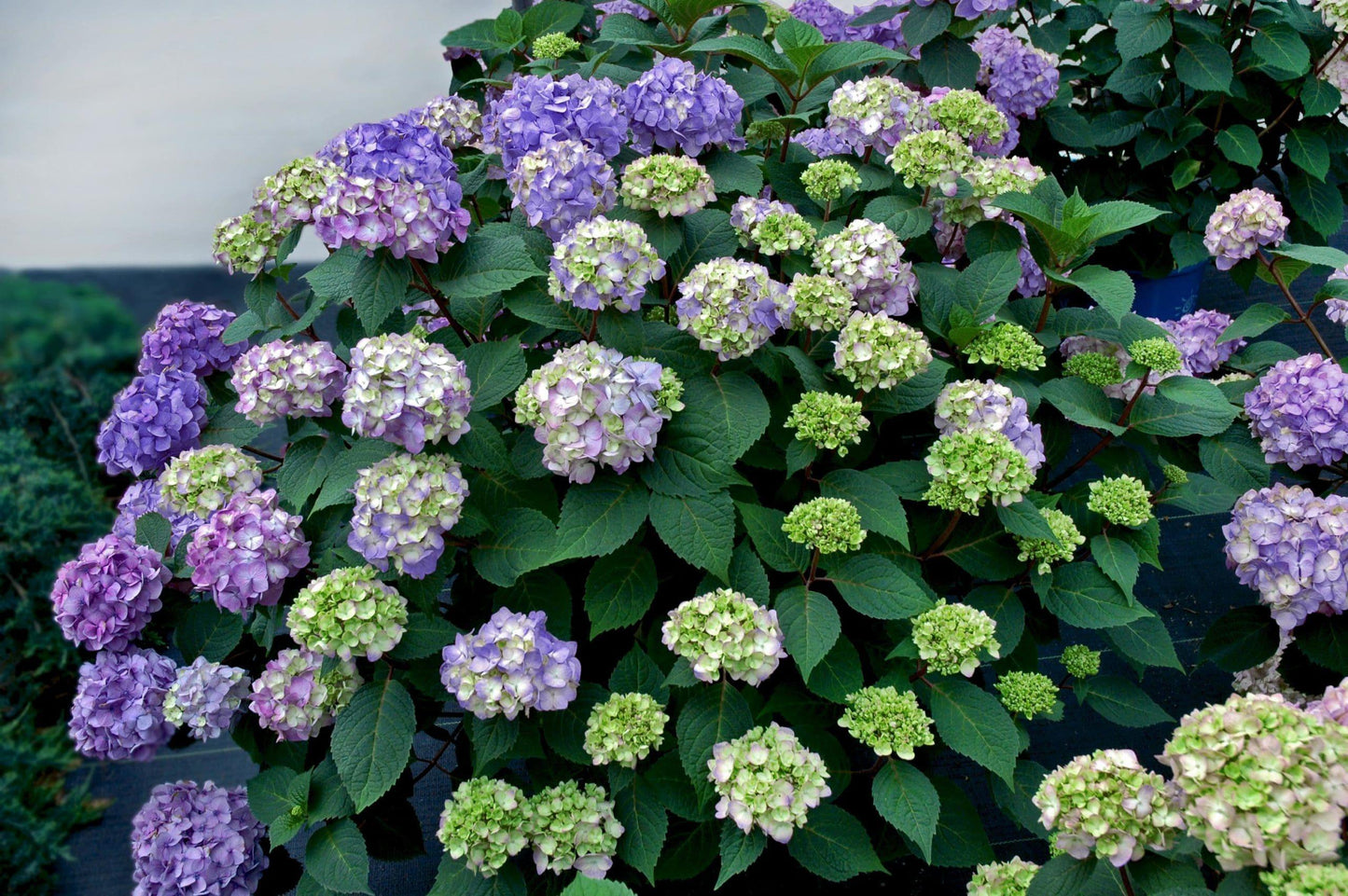 Hydrangea Macrophylla Endless Summer - View 20 from www redcrocus com