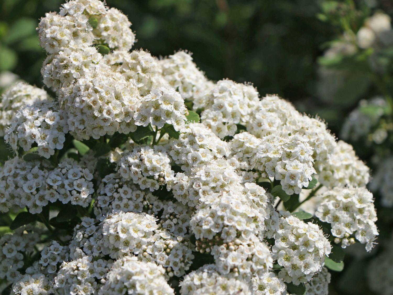 Spirea Betulifolia Tor - View 10 from www redcrocus com