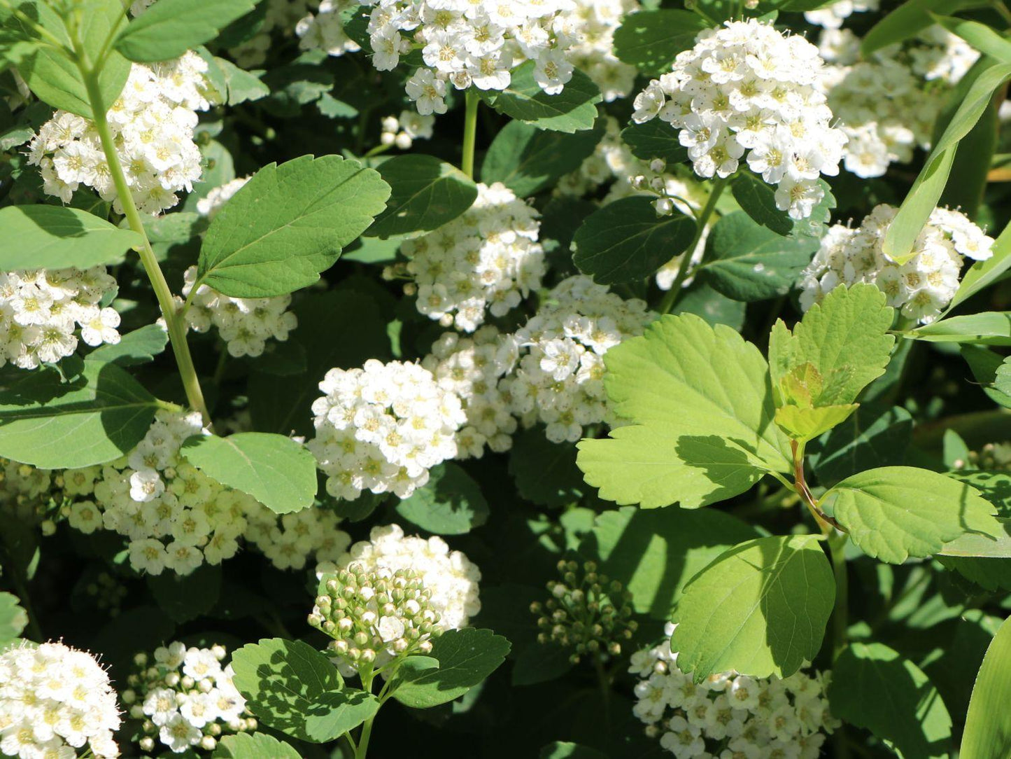 Spirea Betulifolia Tor - View 12 from www redcrocus com