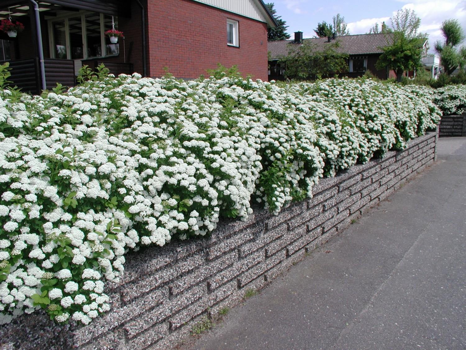 Spirea Betulifolia Tor - View 13 from www redcrocus com
