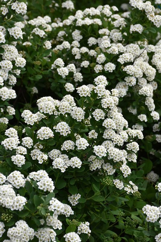 Spirea Betulifolia Tor - View 14 from www redcrocus com