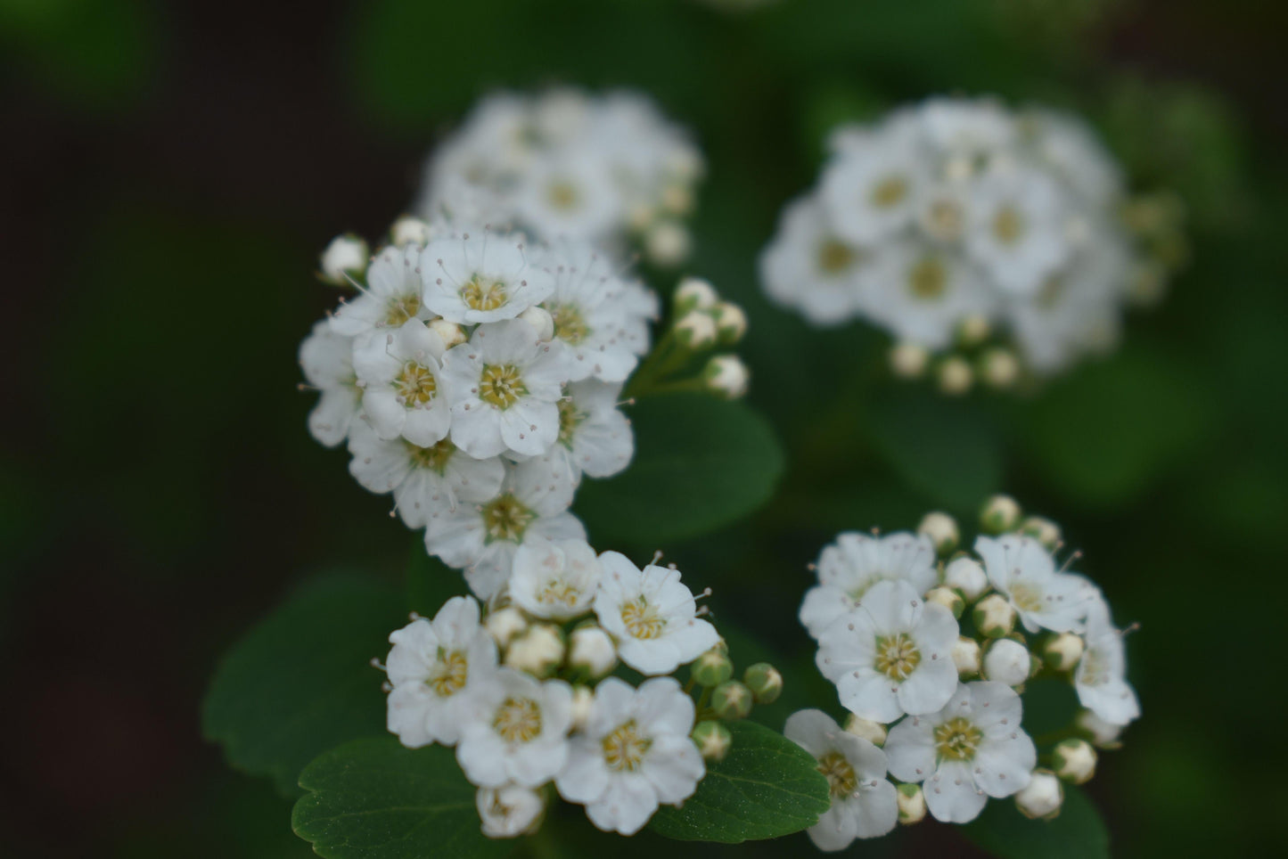Spirea Betulifolia Tor - View 15 from www redcrocus com