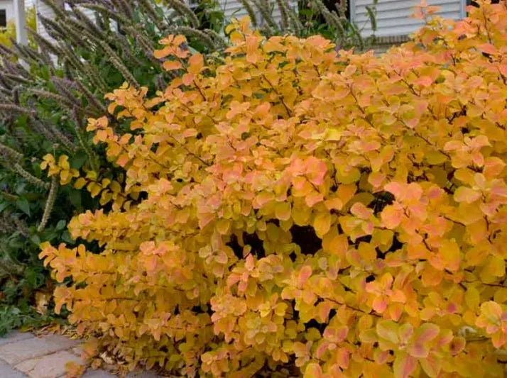 Spirea Betulifolia Tor - View 16 from www redcrocus com