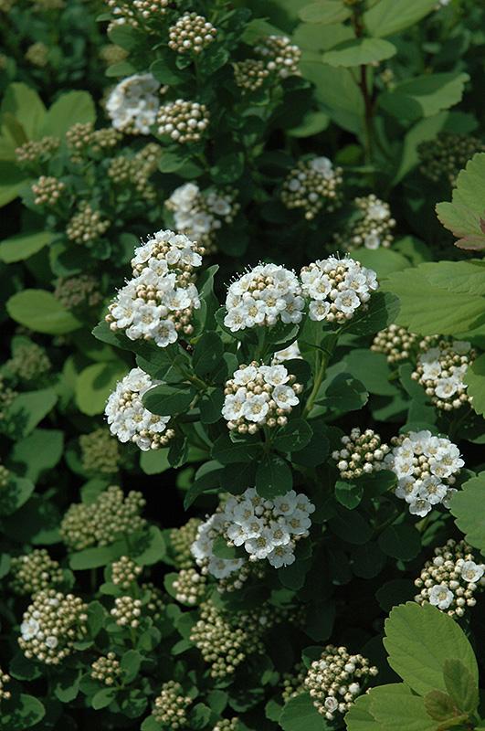 Spirea Betulifolia Tor - View 17 from www redcrocus com