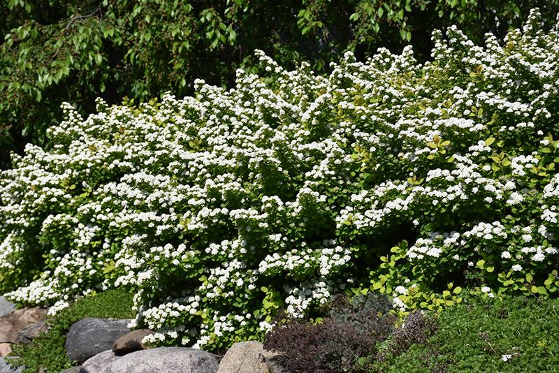 Spirea Betulifolia Tor - View 18 from www redcrocus com