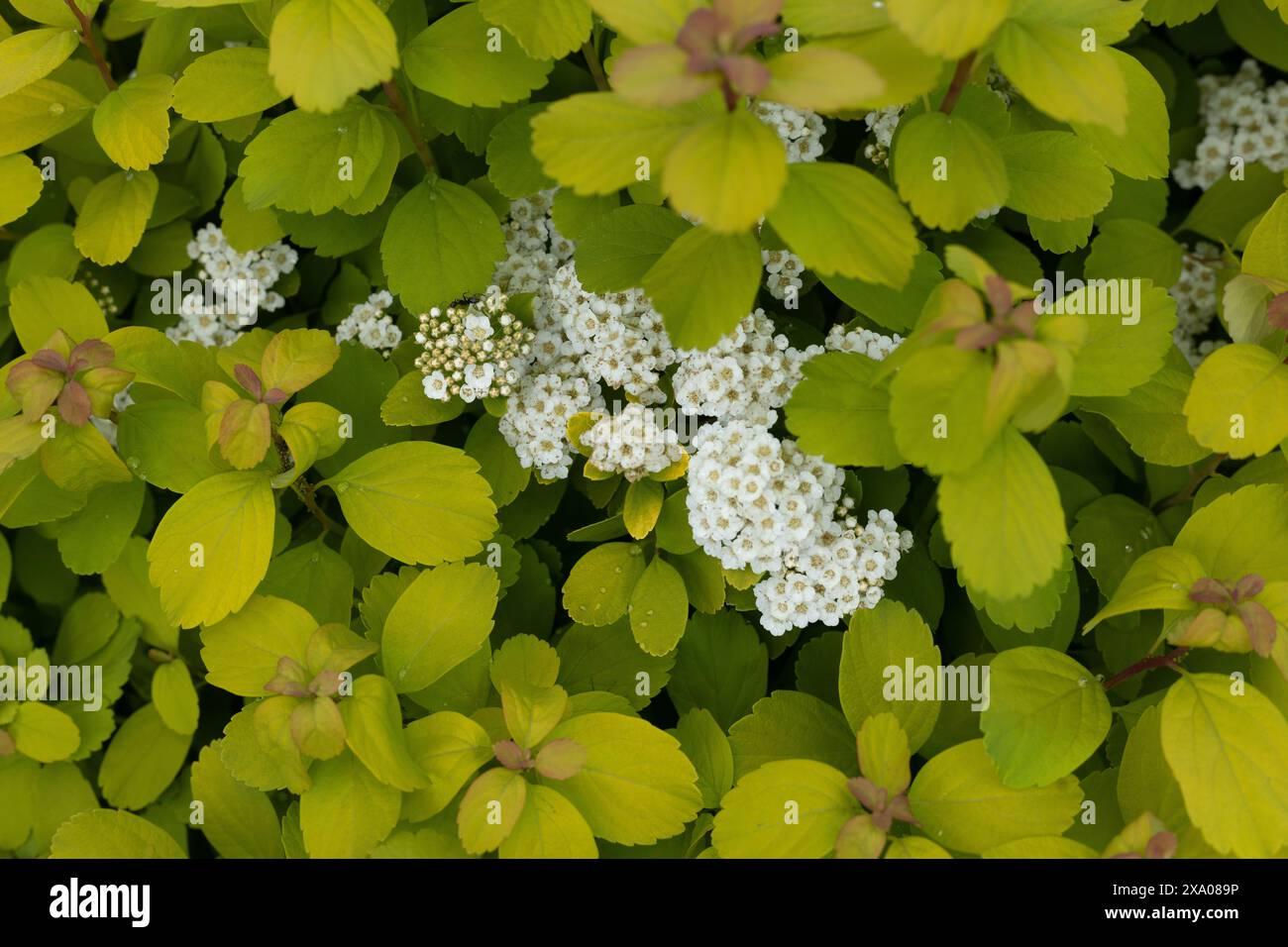 Spirea Betulifolia Tor - View 19 from www redcrocus com
