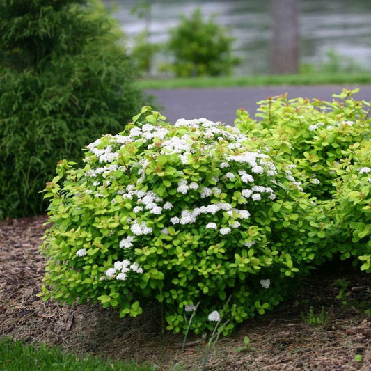 Spirea Betulifolia Tor - View 1 from www redcrocus com