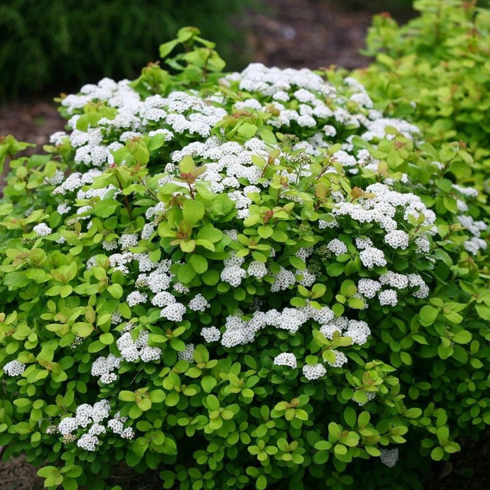 Spirea Betulifolia Tor - View 2 from www redcrocus com