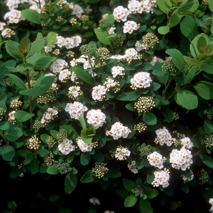 Spirea Betulifolia Tor - View 8 from www redcrocus com