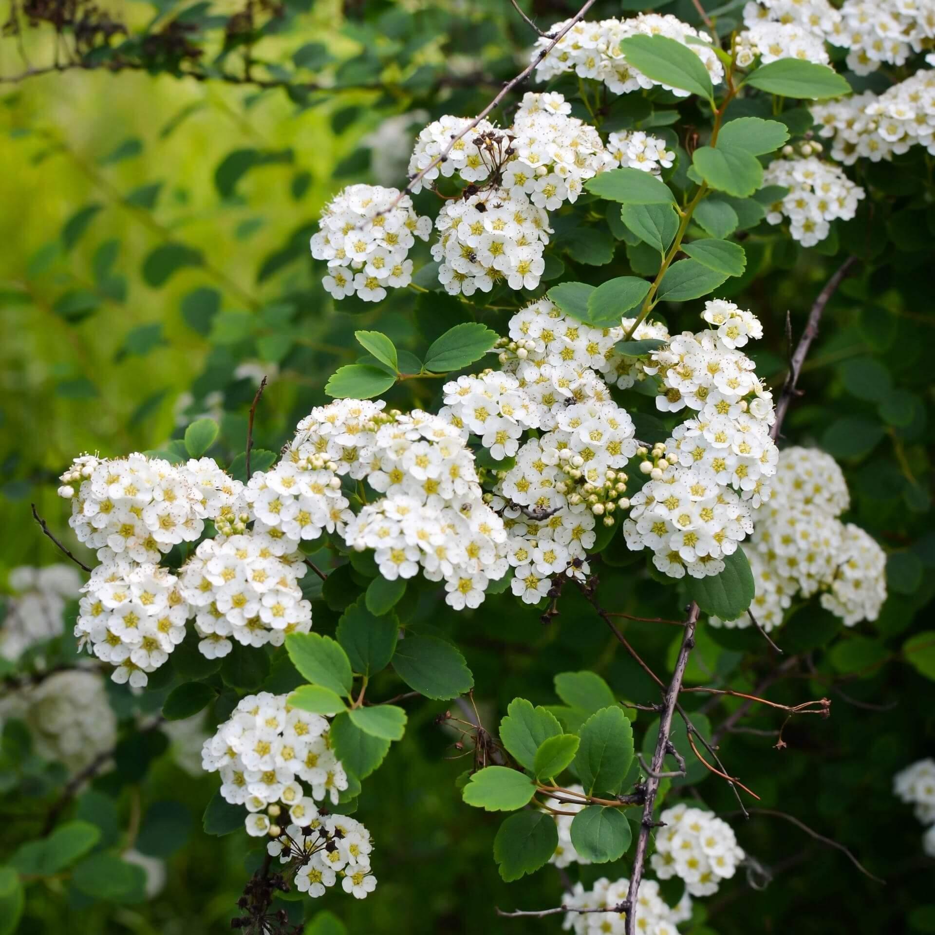 Spirea Betulifolia Tor - View 9 from www redcrocus com