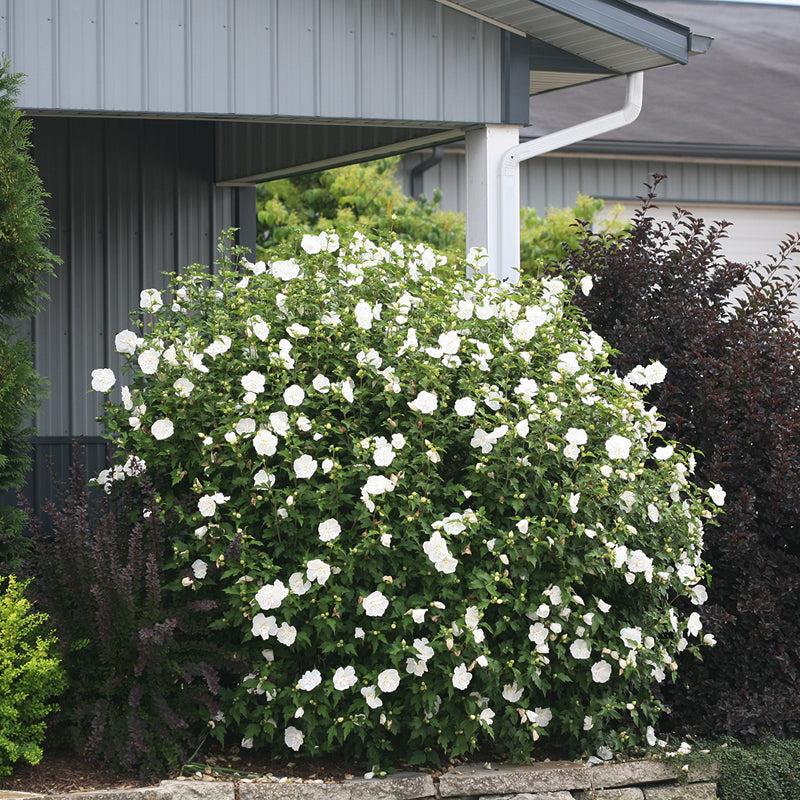 Hibiscus Syriacus 'white Chiffon' - View 11 from www redcrocus com