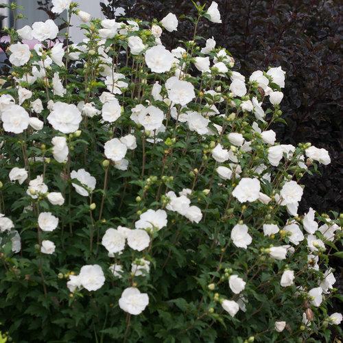 Hibiscus Syriacus 'white Chiffon' - View 12 from www redcrocus com