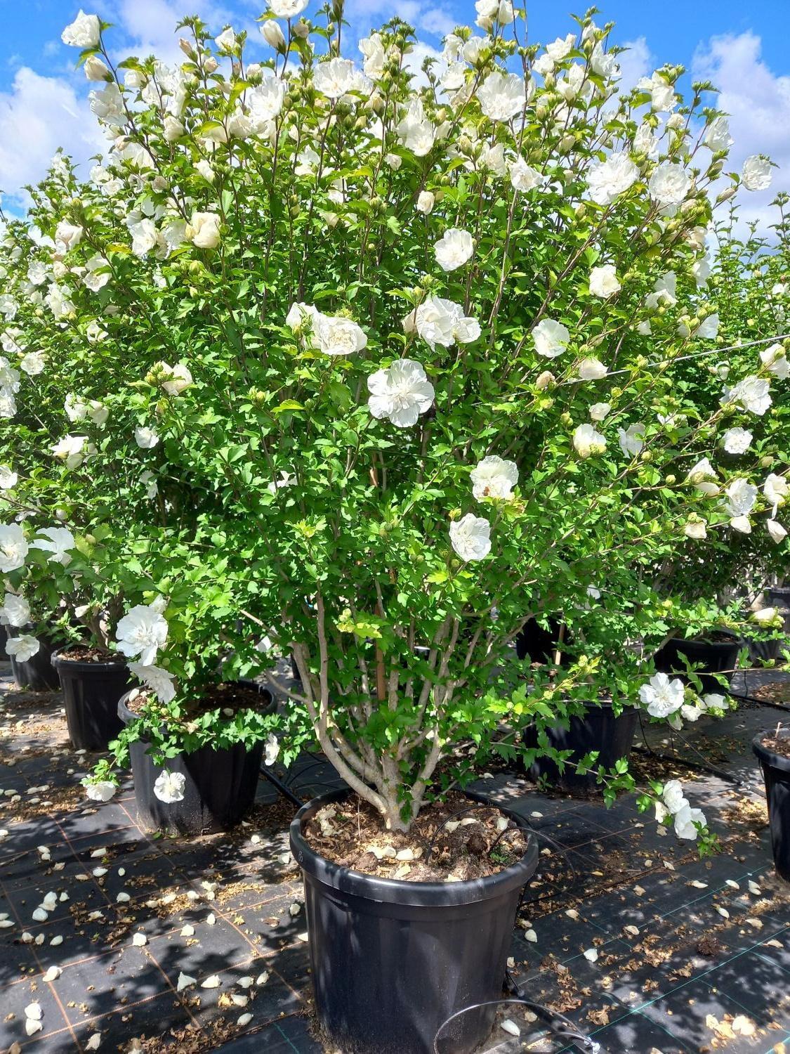 Hibiscus Syriacus 'white Chiffon' - View 13 from www redcrocus com