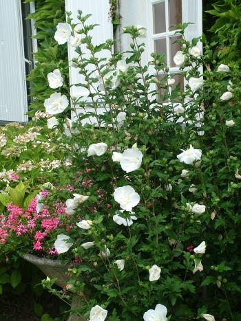 Hibiscus Syriacus 'white Chiffon' - View 15 from www redcrocus com