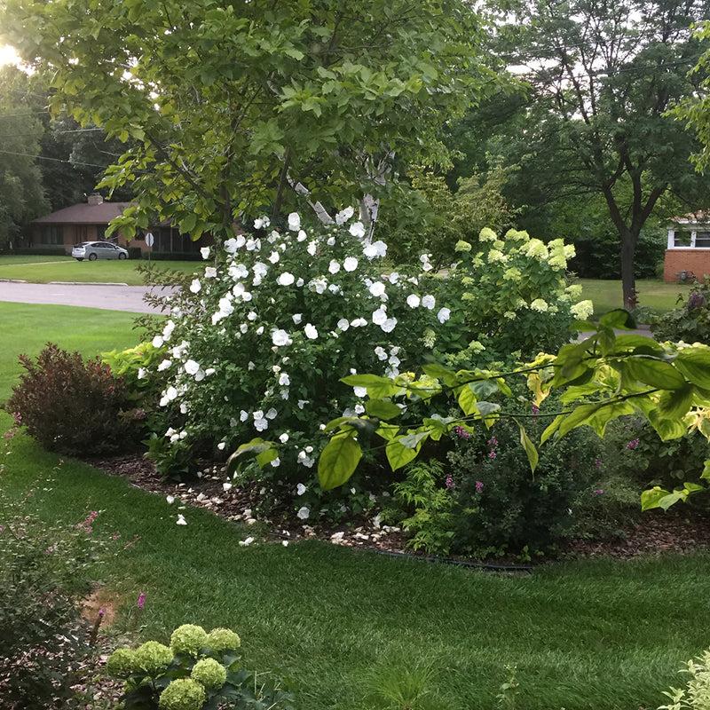 Hibiscus Syriacus 'white Chiffon' - View 18 from www redcrocus com