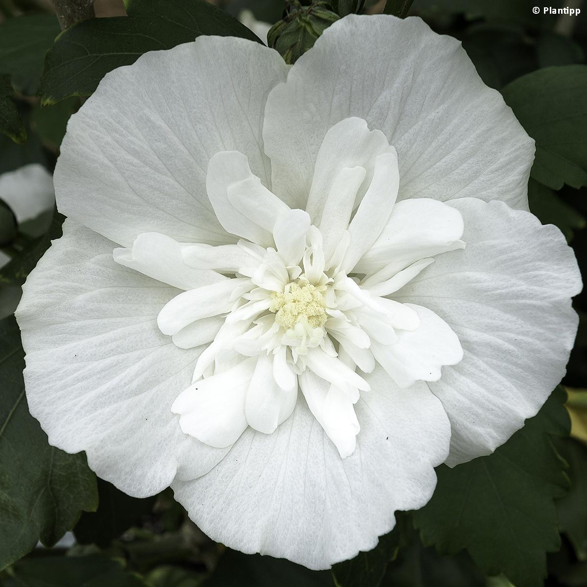 Hibiscus Syriacus 'white Chiffon' - View 19 from www redcrocus com