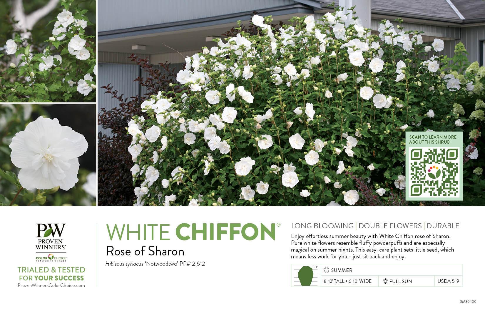 Hibiscus Syriacus 'white Chiffon' - View 21 from www redcrocus com