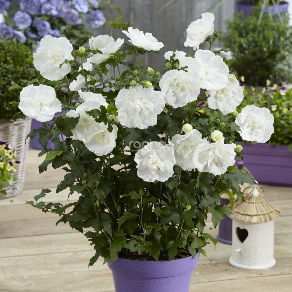 Hibiscus Syriacus 'white Chiffon' - View 22 from www redcrocus com