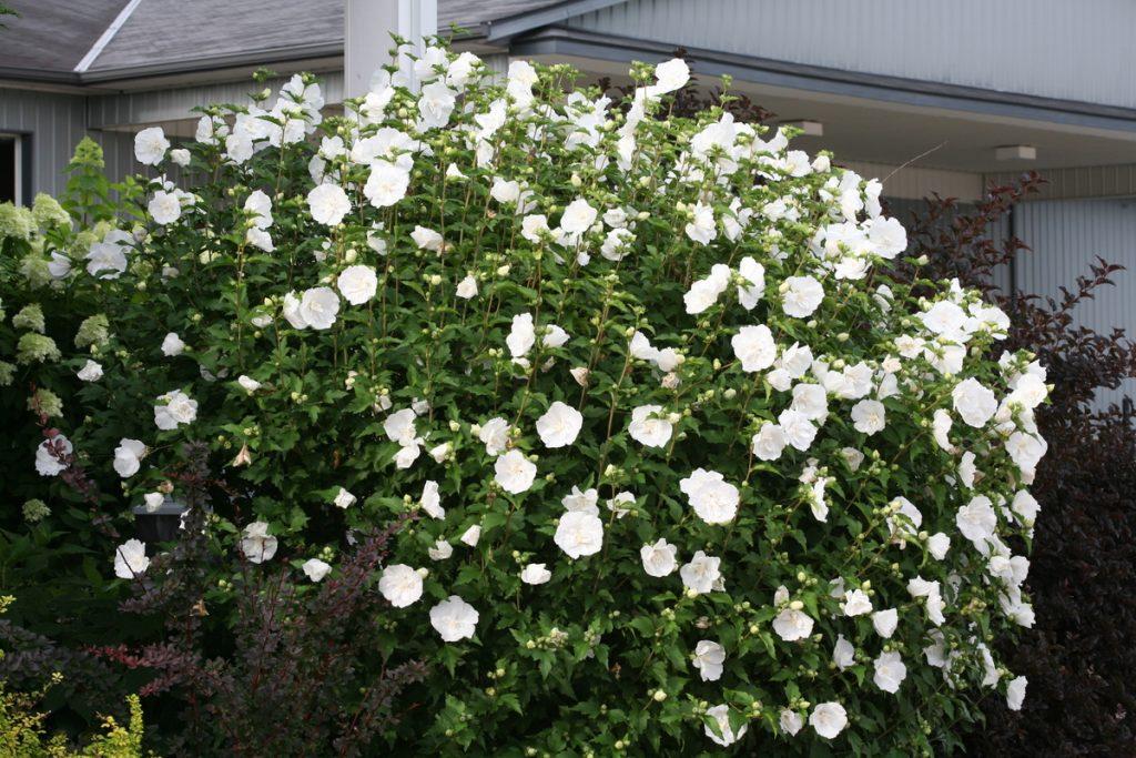 Hibiscus Syriacus 'white Chiffon' - View 23 from www redcrocus com
