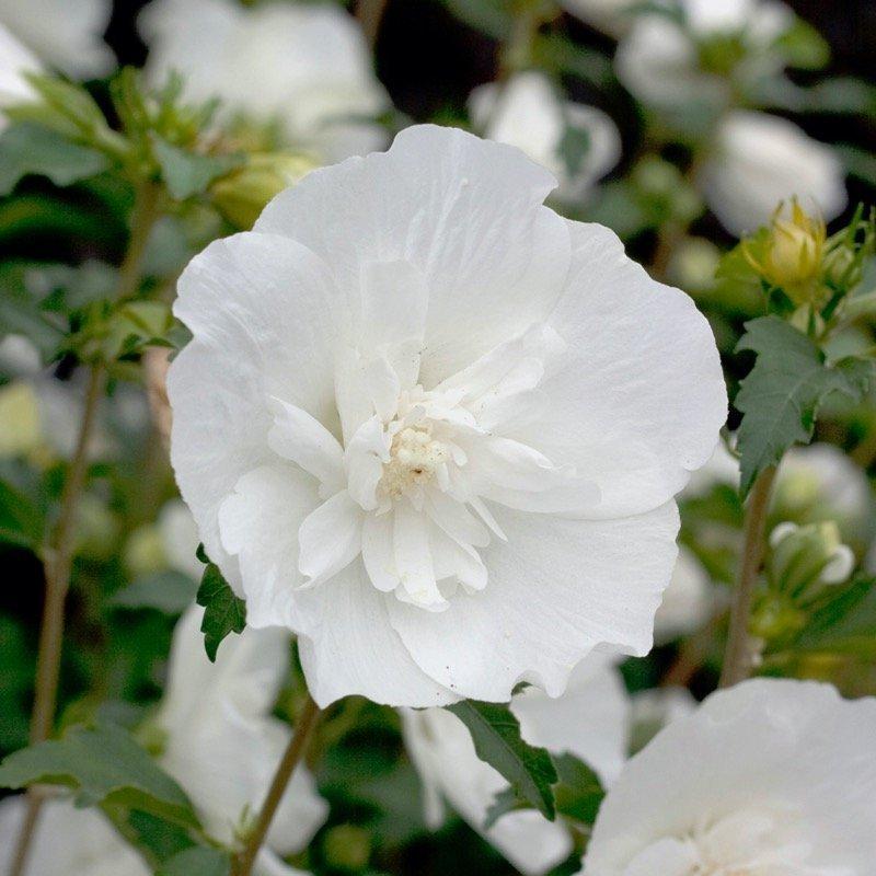 Hibiscus Syriacus 'white Chiffon' - View 24 from www redcrocus com