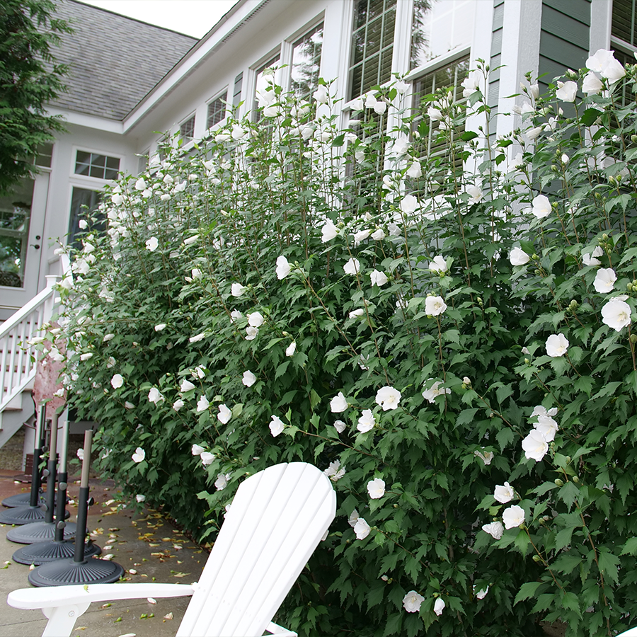 Hibiscus Syriacus 'white Chiffon' - View 25 from www redcrocus com