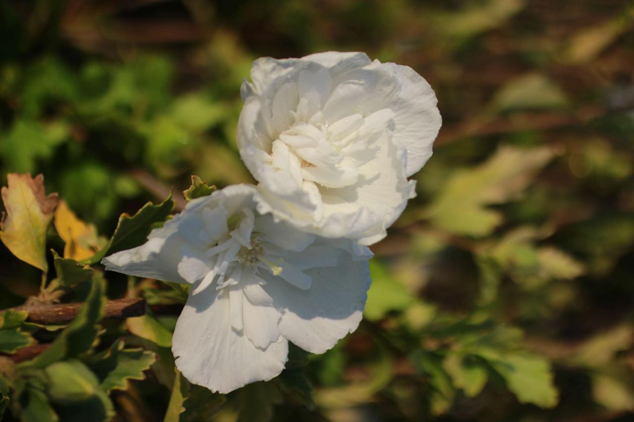 Hibiscus Syriacus 'white Chiffon' - View 26 from www redcrocus com